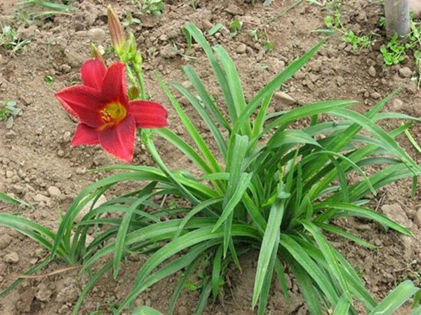 红宝石萱草