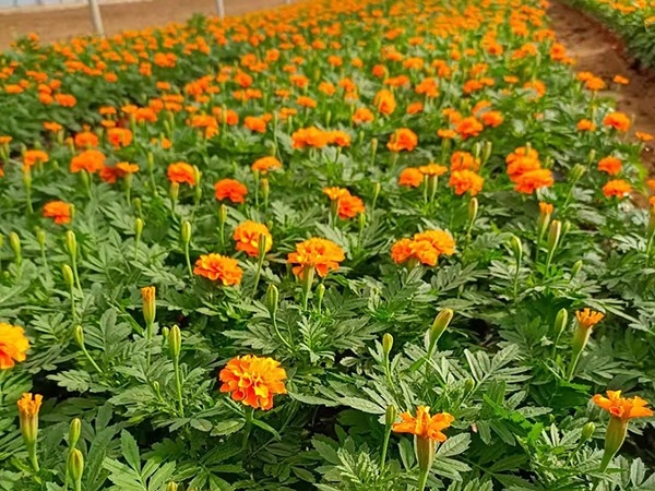 孔雀草
