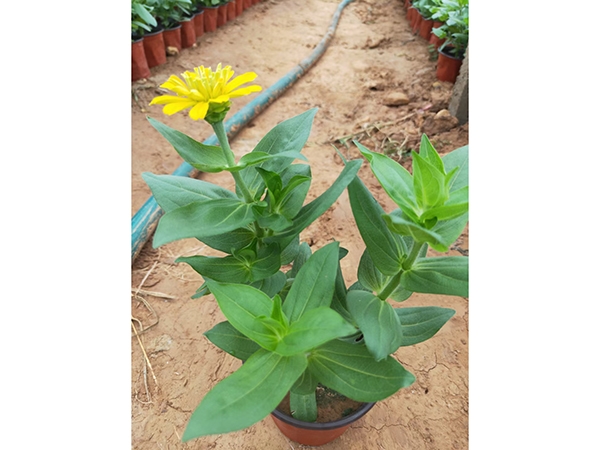 百日草