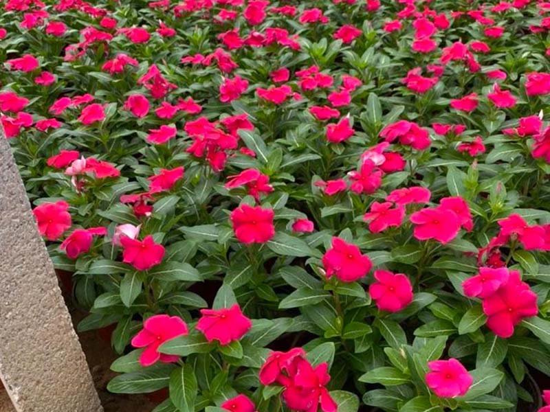 天天开（长春花）